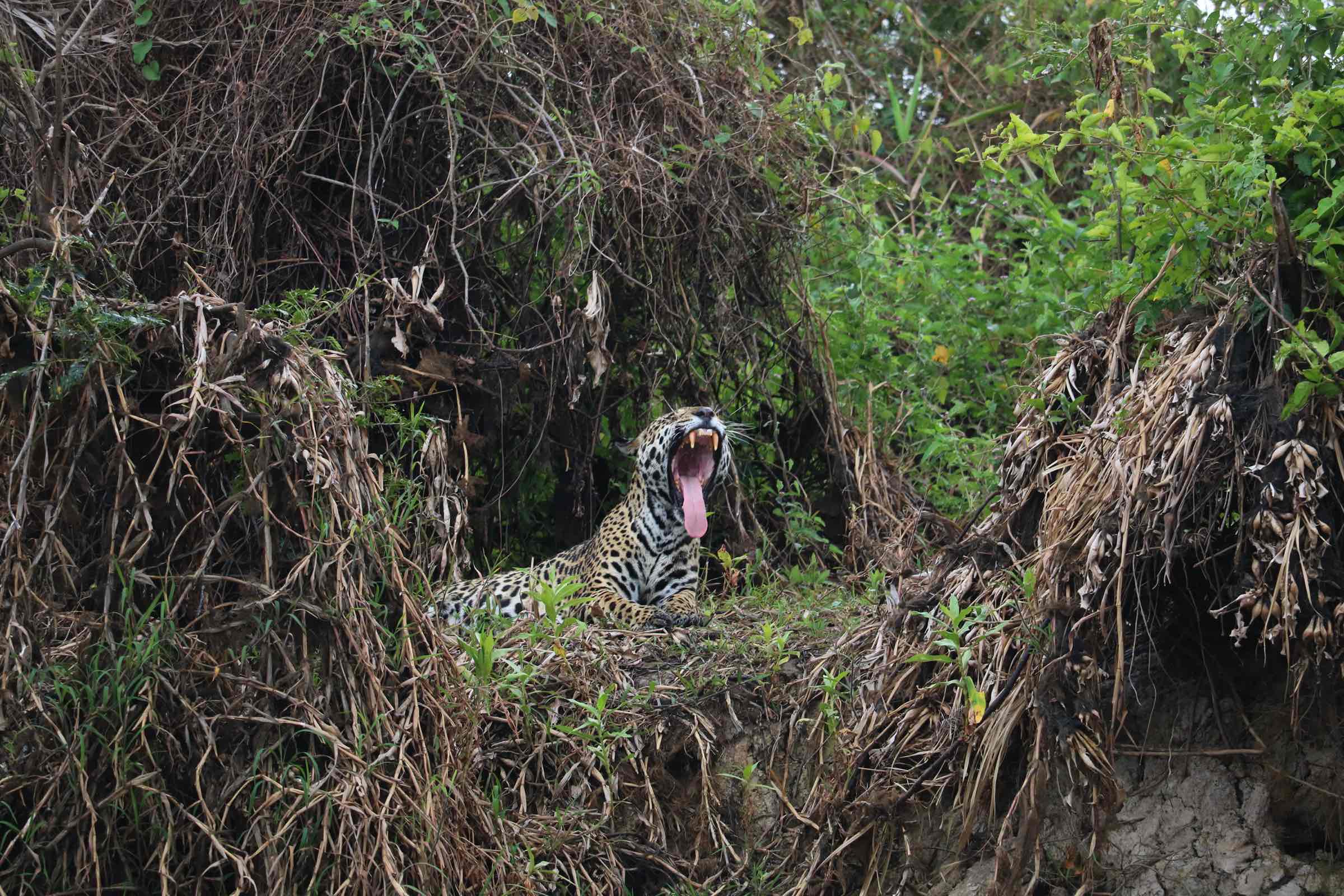 pantanal jaguar safari pantanal pathfinder
