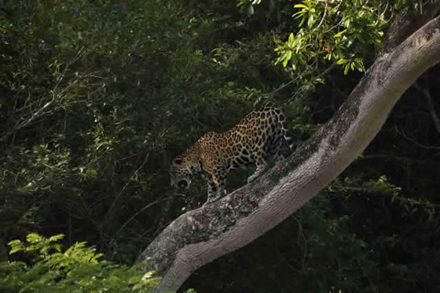 jaguar above the tree in pantanal