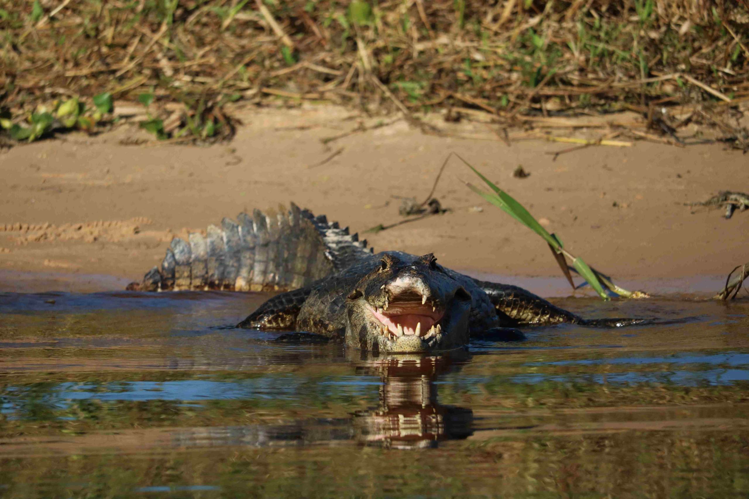 Pantanal alligator on safari