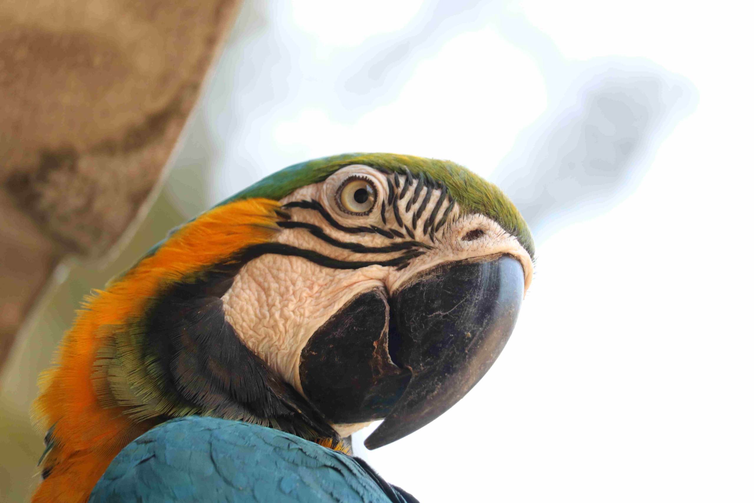 parrot pantanal cruise on brazil