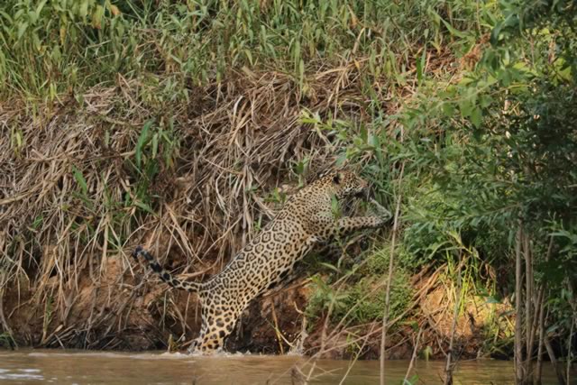 leopard on pantanal river